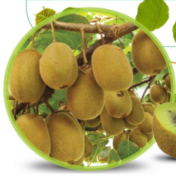 برنامه غذایی درخت کیوی 1 برنامه غذایی درخت کیوی