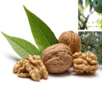 برنامه غذایی درخت گردو