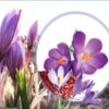 برنامه غذایی زعفران