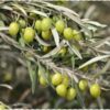 برنامه غذایی زیتون