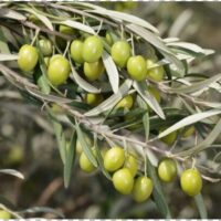 برنامه غذایی زیتون
