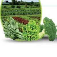 برنامه غذایی سبزی و صیفی