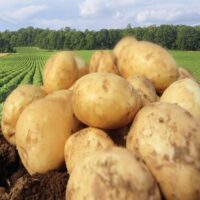 برنامه غذایی سیب زمینی