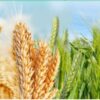 برنامه غذایی گندم و جو
