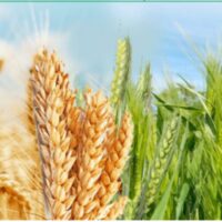 برنامه غذایی گندم و جو