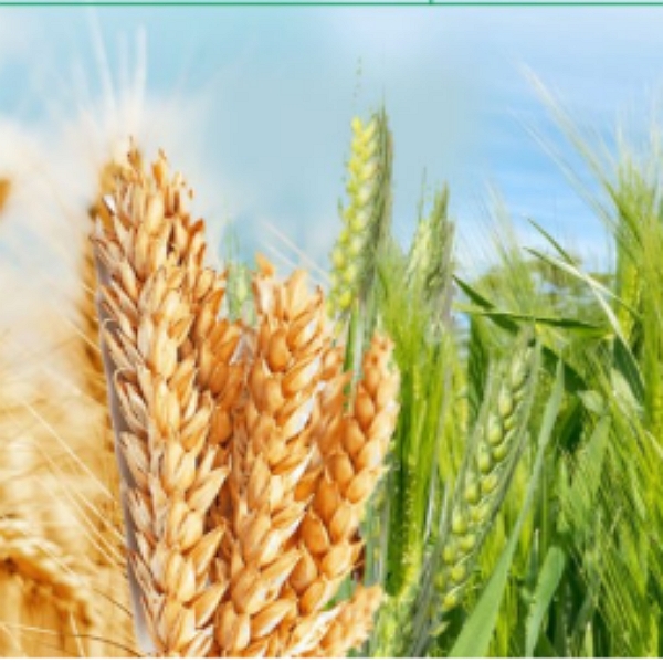 برنامه غذایی گندم و جو