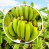 برنامه غذایی موز