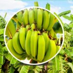 برنامه غذایی موز
