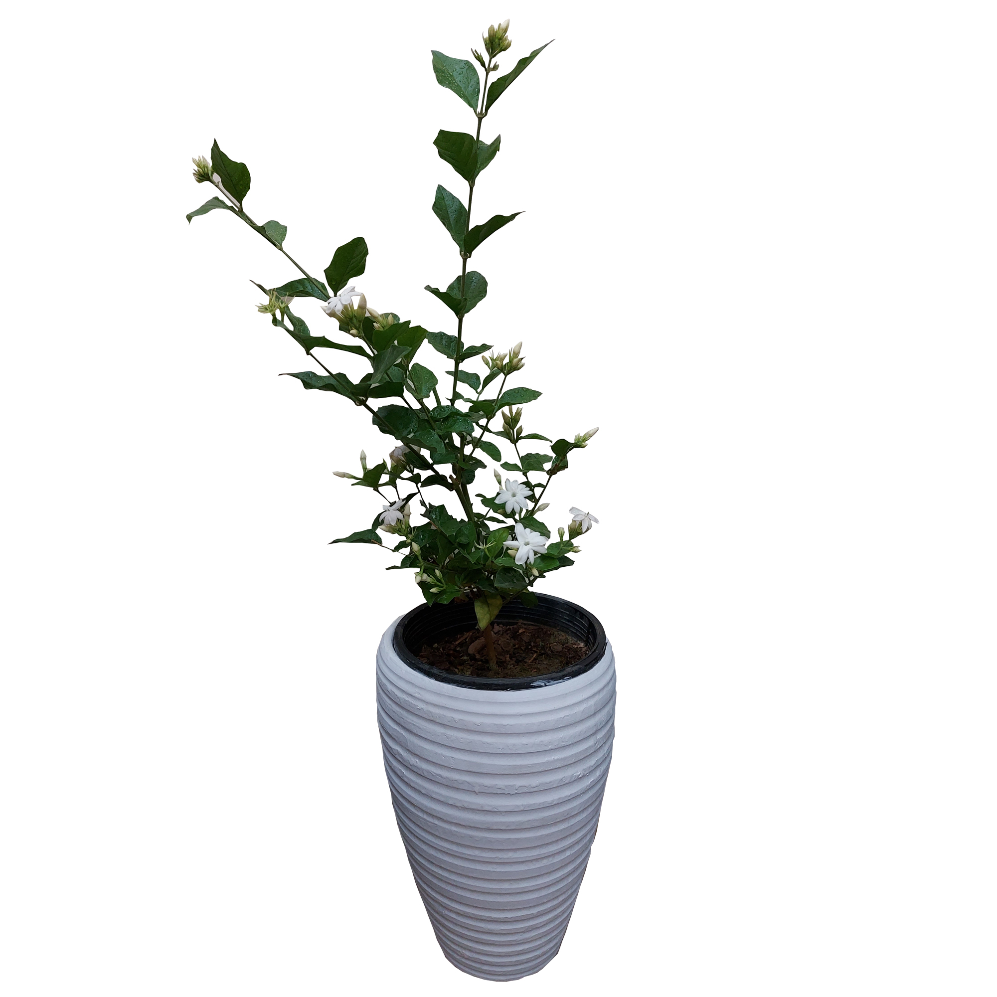 گیاه طبیعی یاس رازقی مدل G-11
