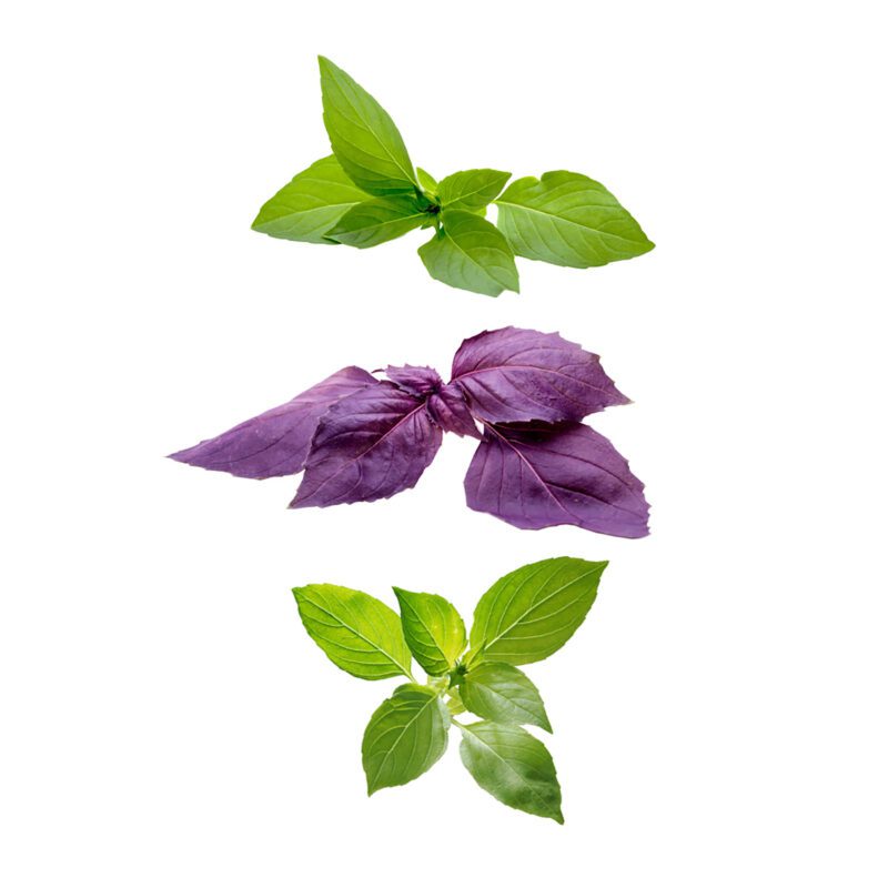 بذر ریحان سبز گرین فارم کد 3