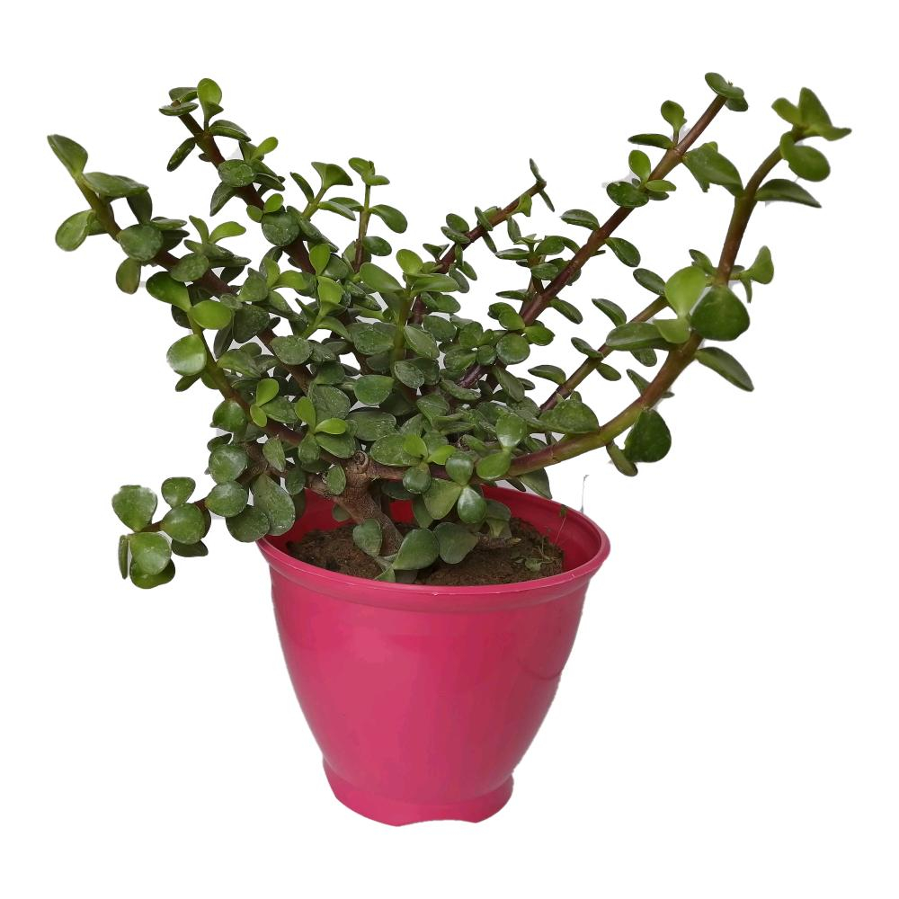 گیاه طبیعی کراسولا خرفه ای کد rp04
