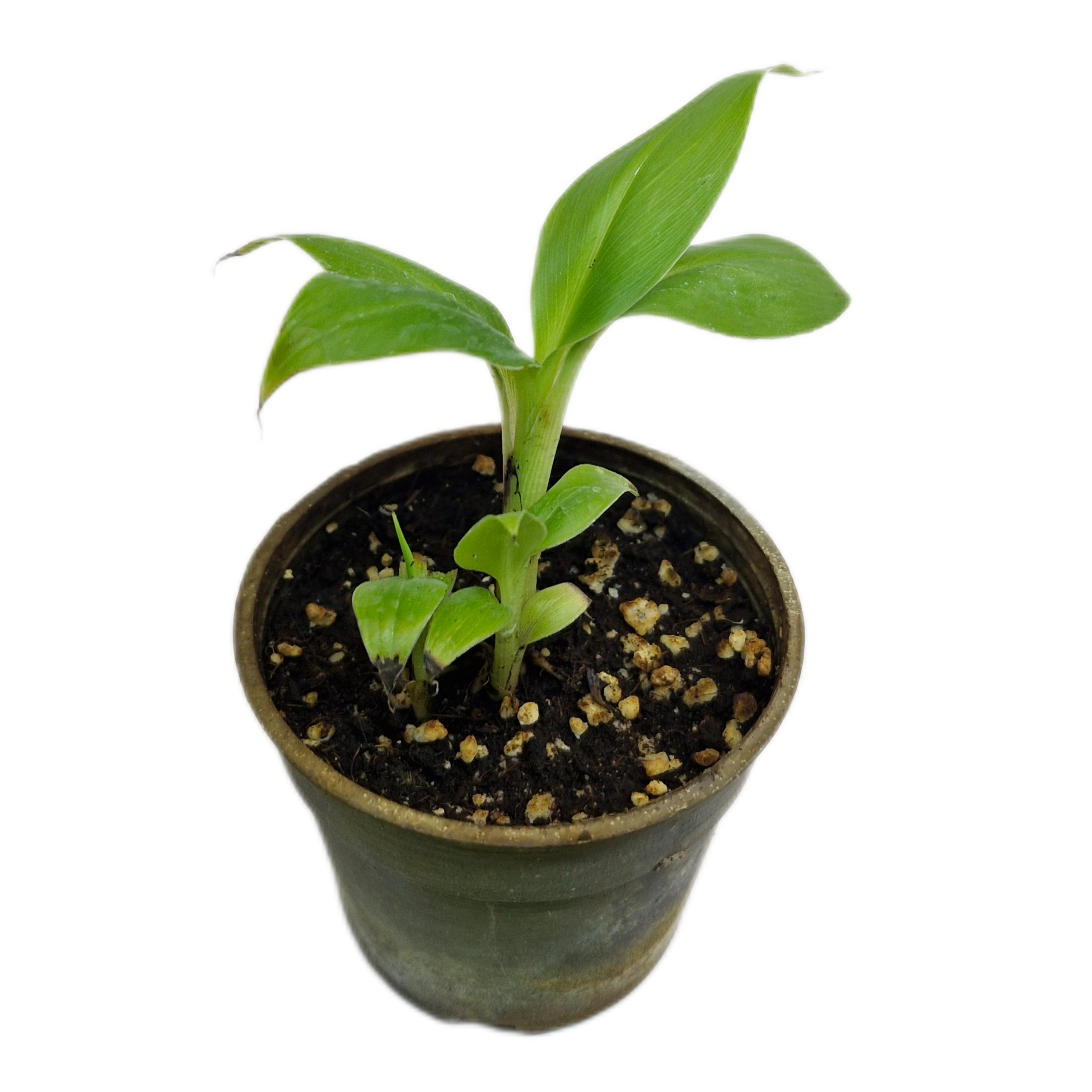 گیاه طبیعی نهال موز پاکوتاه کد 05