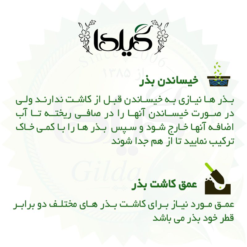 بذر گل های رونده گیلدا کد 095 مجموعه 4 عددی