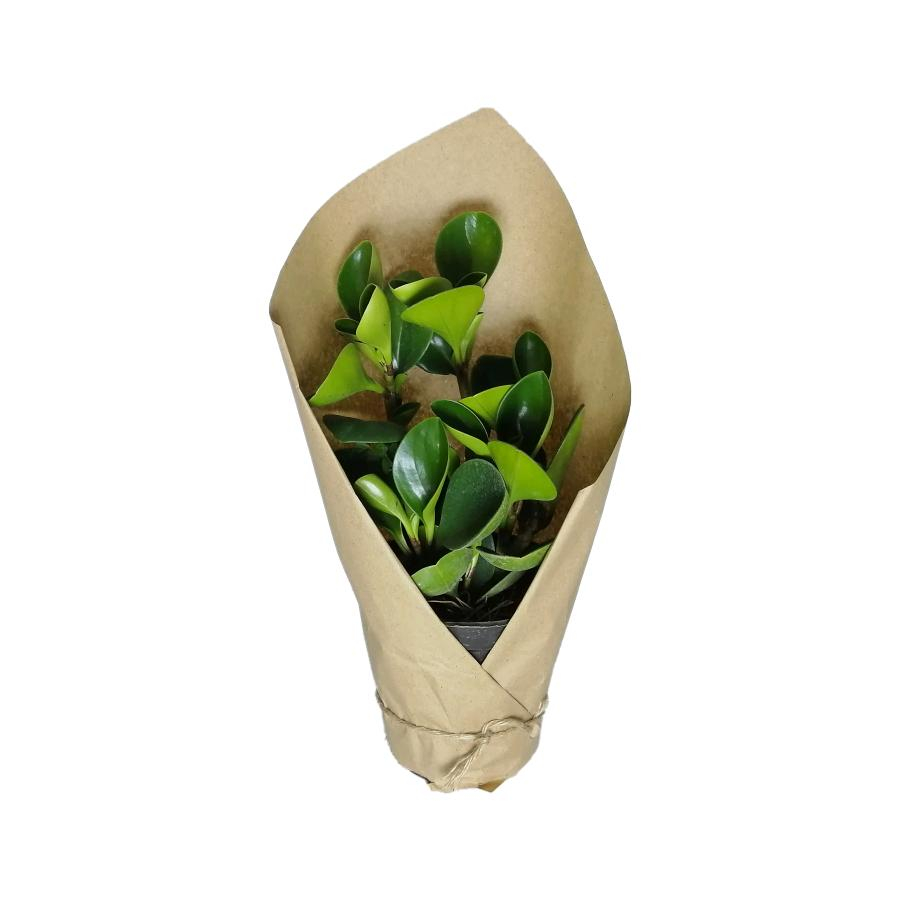 گیاه طبیعی قاشقی کد qq05