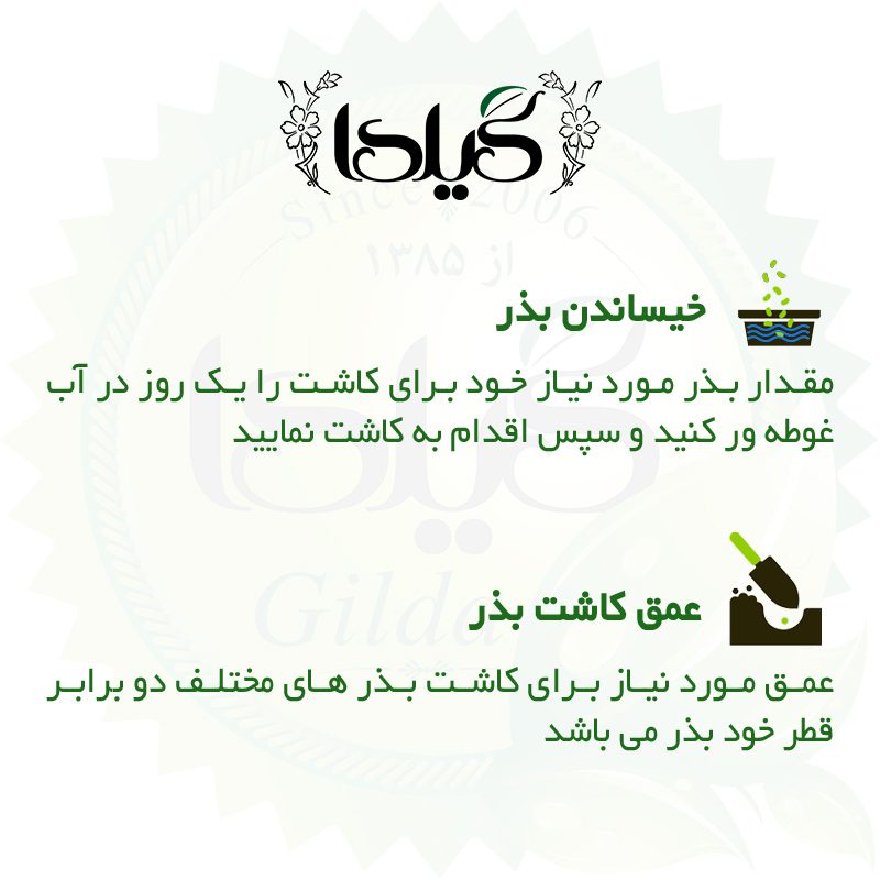 بذر گوجه گیلدا کد 096 مجموعه 8 عددی