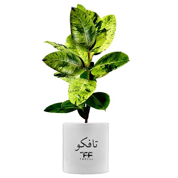 گیاه طبیعی فیکوس تافکو مدل ببری کد 2x